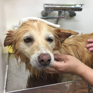 お風呂ミックス