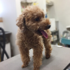 よろしくトイプー