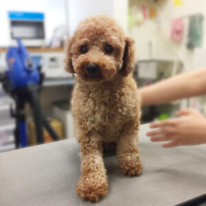 よろしくトイプー