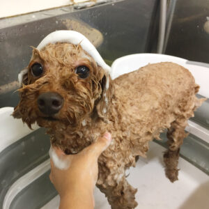 シャンプートイプー