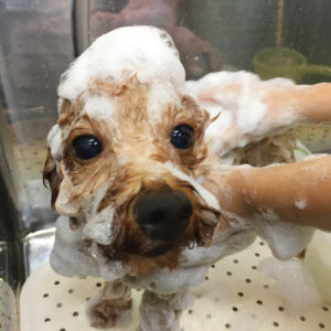 シャンプートイプー