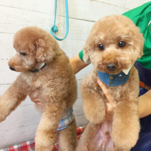 仕上がりトイプー