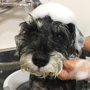 シャンプーMシュナ