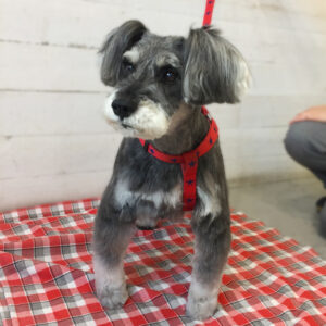 仕上がりMシュナ