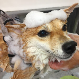 シャンプーしば