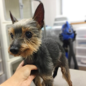 よろしくミックス