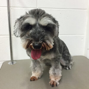 よろしくMシュナ