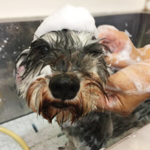 シャンプーMシュナ