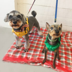 仕上がりミックス&Mシュナ