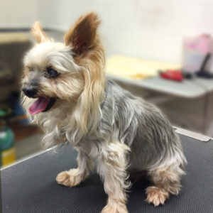 よろしくヨーキー