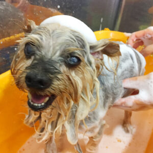 シャンプーヨーキー