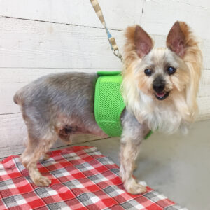 仕上がりヨーキー