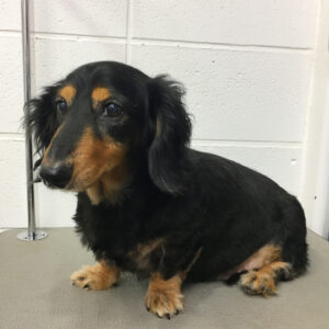 よろしくダックス