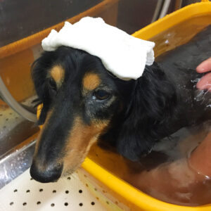 お風呂ダックス