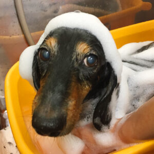 シャンプーダックス