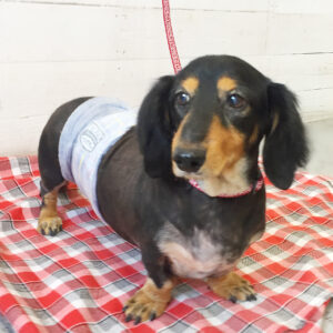 仕上がりダックス