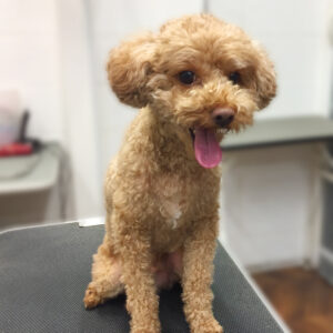 よろしくトイプー