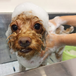 シャンプートイプー