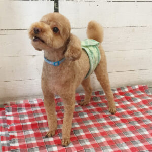 仕上がりトイプー