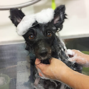 シャンプーポメ