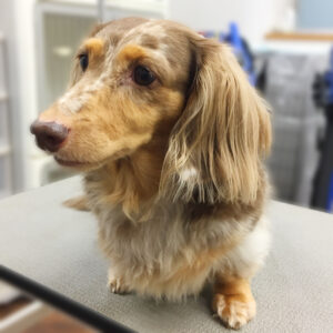 よろしくダックス