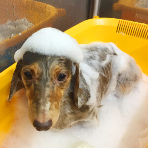 シャンプーダックス