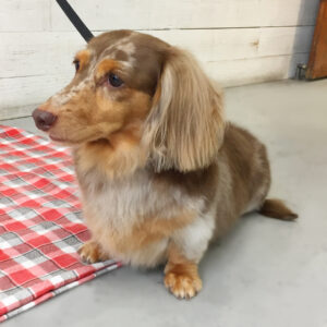 仕上がりダックス