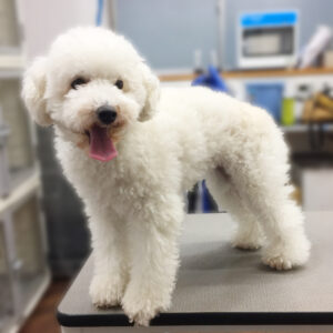 よろしくトイプー