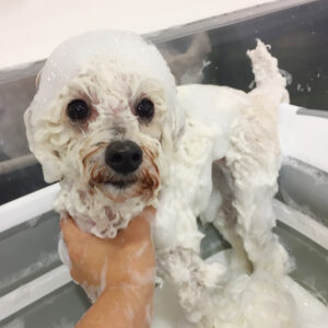 シャンプートイプー