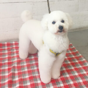 仕上がりトイプー