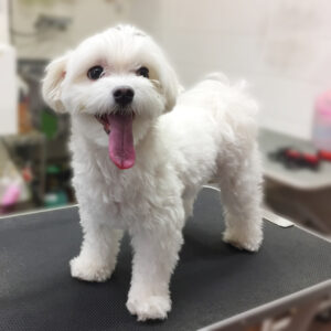 よろしくマルチーズ