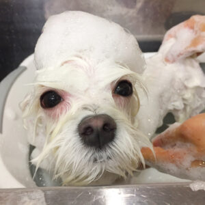 シャンプーマルチーズ