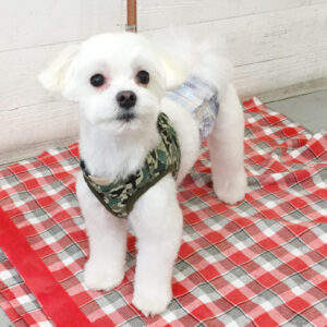 仕上がりマルチーズ