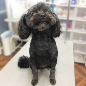 よろしくミックス