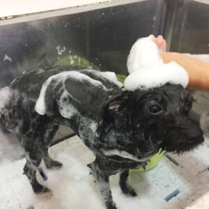 シャンプーミックス