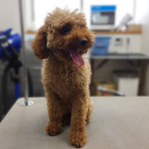 よろしくトイプー