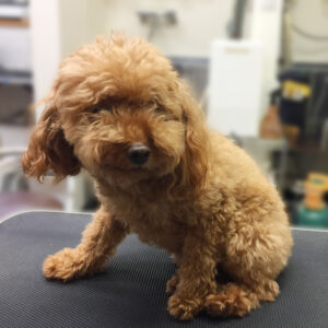 よろしくトイプー