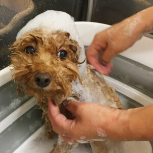 シャンプートイプー