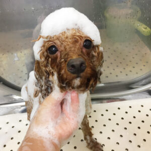 シャンプートイプー