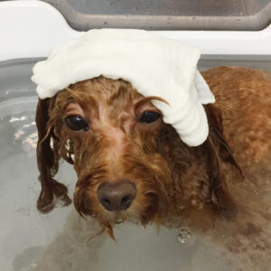 お風呂トイプー