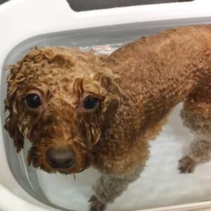 お風呂トイプー