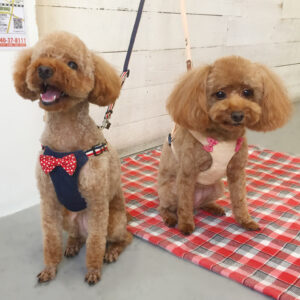 仕上がりトイプー