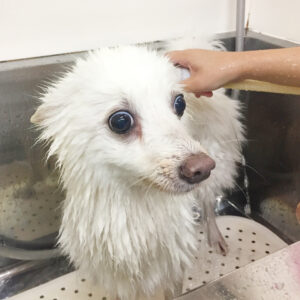 お風呂スピッツ