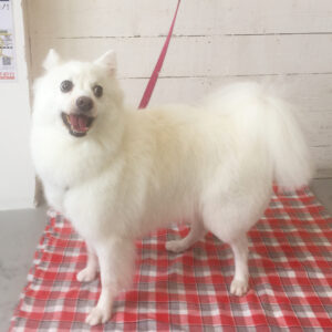 仕上がりスピッツ