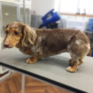 よろしくダックス