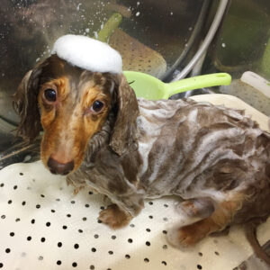 シャンプーダックス