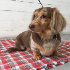 仕上がりダックス