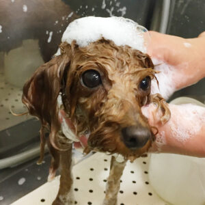 シャンプートイプー