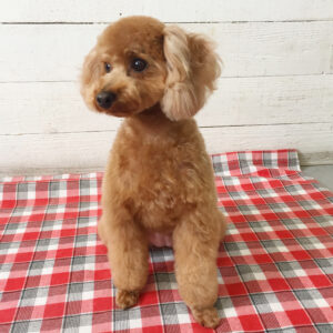 仕上がりトイプー