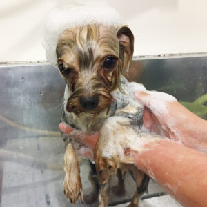 シャンプーヨーキー